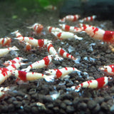 Crystal Shrimp Grain Pellet Feed Natural Algae Nutrition Vitamin Feeding Aquarium Water Grass Small Fishes Food