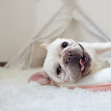 Fluffy Plush Dog Blanket Pet Sleeping Mat Cushion Mattress Extra Soft Warm Pet Throw Blankets for Small Medium Large Dogs &amp; Cats