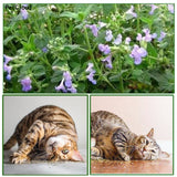 45ml Natural Catnip Toy Cat Mint Grass Menthol Can Be Sprinkled On Toys For Kitten Clean Teeth Organic Premium Catmint Supplies