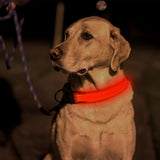 Dog Luminous LED Collar